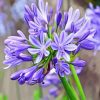 Agapanthus Diamond Painting