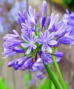 Agapanthus Diamond Painting