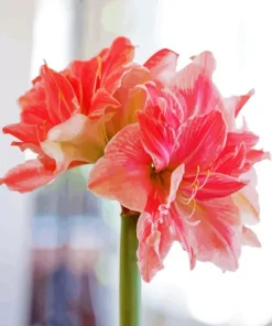 Amaryllis Flower Diamond Painting