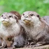 Asian Small Clawed Otters Diamond Painting