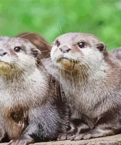 Asian Small Clawed Otters Diamond Painting