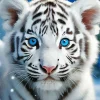 Baby Albino Tiger Diamond Painting