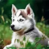 Baby Husky Diamond Painting