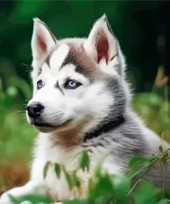 Baby Husky Diamond Painting