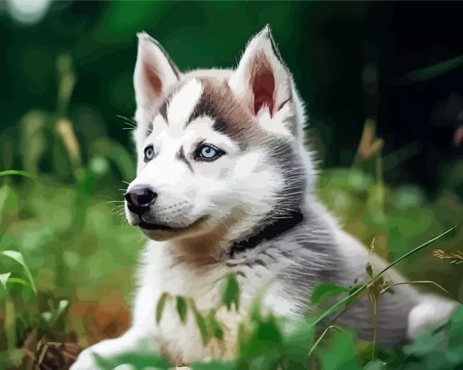 baby husky Diamond By Numbers Baby Husky Diamond Painting