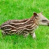 Baby Tapir Diamond Painting