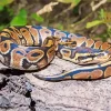 Ball Python Diamond Painting