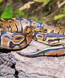 Ball Python Diamond Painting