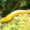 Banana Slug Diamond Painting