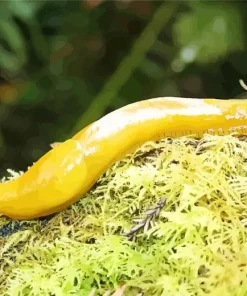 Banana Slug Diamond Painting