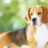 Beagle Hound Dog Diamond Painting