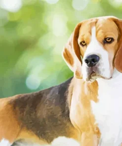 Beagle Hound Dog Diamond Painting