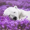 Bear Sleeping Diamond Painting