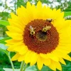Bee On Sunflower Diamond Painting
