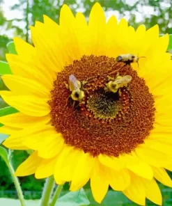 Bee On Sunflower Diamond Painting