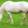 Beige Horse Diamond Painting