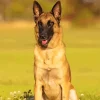 Belgian Malinois Dog Diamond Painting