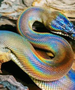 Big Rainbow Snake Diamond Painting