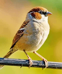 Bird On A Wire Diamond Painting