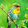 Bird On Branch Diamond Painting