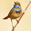 Bird Singing Diamond Painting