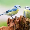 Birds Blue Tit Diamond Painting