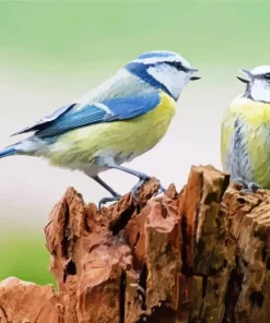 Birds Blue Tit Diamond Painting