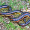 Black And Rainbow Snake Diamond Painting
