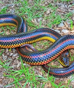 Black And Rainbow Snake Diamond Painting