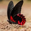 Black And Red Butterfly Diamond Painting