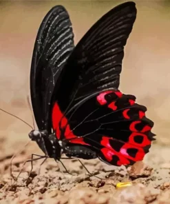 Black And Red Butterfly Diamond Painting