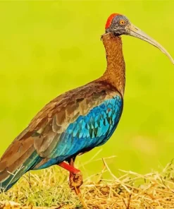 Black And Red Ibis Diamond Painting