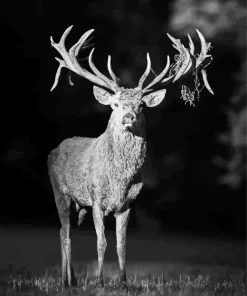 Black And White Deer Diamond Painting