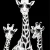 Black And White Giraffes Diamond Painting