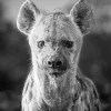 Black And White Hyena Diamond Painting