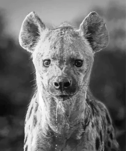 Black And White Hyena Diamond Painting