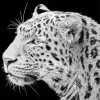 Black And White Leopard Diamond Painting