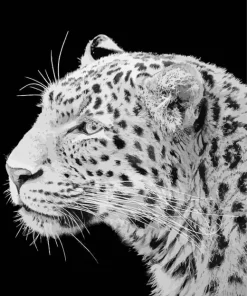 Black And White Leopard Diamond Painting