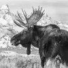 Black And White Moose Diamond Painting