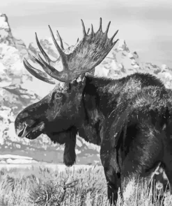 Black And White Moose Diamond Painting