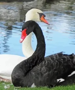 Black And White Swan Diamond Painting
