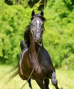 Black Arabian Horse Diamond Painting