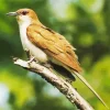 Black Billed Cuckoo Diamond Painting