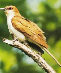 Black Billed Cuckoo Diamond Painting