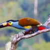 Black Billed Mountain Toucan Diamond Painting