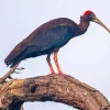 Black Ibis Bird Diamond Painting