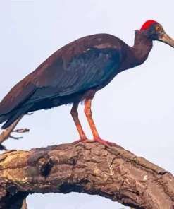 Black Ibis Bird Diamond Painting