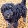 Black Mini Labradoodle Diamond Painting