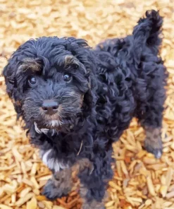 Black Mini Labradoodle Diamond Painting