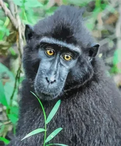 Black Monkey Diamond Painting